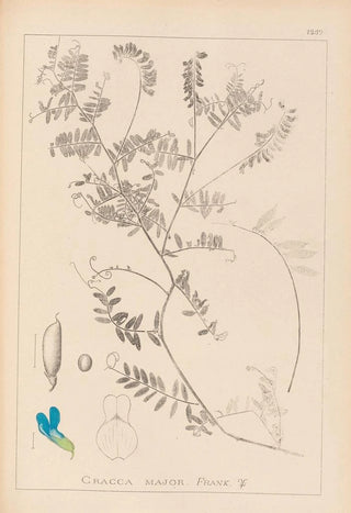Louis Antoine Cusin - Herbier de la flore franaise Pl0472.webp