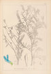 Herbier de la flore française Pl0474 - Louis Antoine Cusin — vista dell’opera