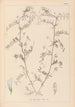 Herbier de la flore française Pl0482 - Louis Antoine Cusin — Ansicht des Kunstwerks