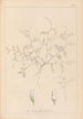 Herbier de la flore française Pl0483 - Louis Antoine Cusin — vista dell’opera