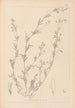 Herbier de la flore française Pl0486 - Louis Antoine Cusin — vista dell’opera