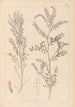 Herbier de la flore française Pl0487 - Louis Antoine Cusin — vista dell’opera