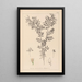 Herbier de la flore française Pl0488 - Louis Antoine Cusin — gerahmtes Bild an der Wand
