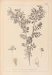 Herbier de la flore française Pl0488 - Louis Antoine Cusin — Ansicht des Kunstwerks