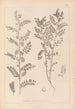 Herbier de la flore française Pl0490 - Louis Antoine Cusin — Ansicht des Kunstwerks