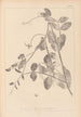 Herbier de la flore française Pl0494 - Louis Antoine Cusin — Ansicht des Kunstwerks