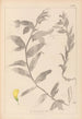 Herbier de la flore française Pl0498 - Louis Antoine Cusin — vista dell’opera