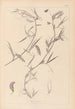Herbier de la flore française Pl0502 - Louis Antoine Cusin — Ansicht des Kunstwerks