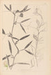 Herbier de la flore française Pl0503 - Louis Antoine Cusin — vista dell’opera