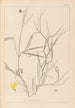Herbier de la flore française Pl0504 - Louis Antoine Cusin — vista dell’opera