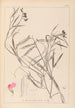 Herbier de la flore française Pl0505 - Louis Antoine Cusin — vista dell’opera