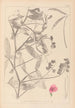 Herbier de la flore française Pl0506 - Louis Antoine Cusin — vista dell’opera