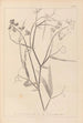 Herbier de la flore française Pl0508 - Louis Antoine Cusin — vista dell’opera