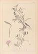 Herbier de la flore française Pl0509 - Louis Antoine Cusin — Ansicht des Kunstwerks