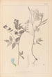 Herbier de la flore française Pl0511 - Louis Antoine Cusin — Ansicht des Kunstwerks
