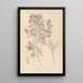Herbier de la flore française Pl0513 - Louis Antoine Cusin — quadro incorniciato alla parete