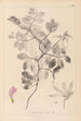 Herbier de la flore française Pl0514 - Louis Antoine Cusin — vista dell’opera