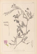 Herbier de la flore française Pl0515 - Louis Antoine Cusin — vista dell’opera
