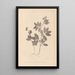 Herbier de la flore française Pl0518 - Louis Antoine Cusin — gerahmtes Bild an der Wand