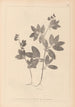 Herbier de la flore française Pl0518 - Louis Antoine Cusin — Ansicht des Kunstwerks