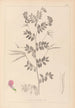 Herbier de la flore française Pl0519 - Louis Antoine Cusin — vista dell’opera