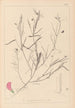Herbier de la flore française Pl0523 - Louis Antoine Cusin — Ansicht des Kunstwerks