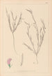 Herbier de la flore française Pl0525 - Louis Antoine Cusin — vista dell’opera