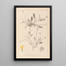Herbier de la flore française Pl0528 - Louis Antoine Cusin — gerahmtes Bild an der Wand