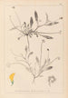 Herbier de la flore française Pl0528 - Louis Antoine Cusin — Ansicht des Kunstwerks