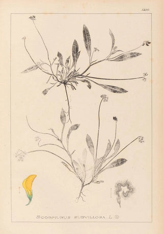 Louis Antoine Cusin - Herbier de la flore franaise Pl0528.webp