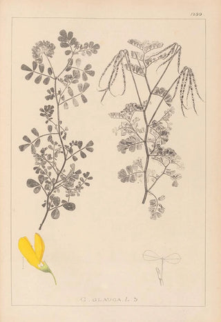 Louis Antoine Cusin - Herbier de la flore franaise Pl0531.webp