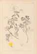 Herbier de la flore française Pl0532 - Louis Antoine Cusin — vista dell’opera