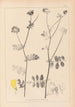 Herbier de la flore française Pl0533 - Louis Antoine Cusin — vista dell’opera