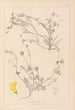 Herbier de la flore française Pl0535 - Louis Antoine Cusin — vista dell’opera