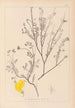 Herbier de la flore française Pl0536 - Louis Antoine Cusin — Ansicht des Kunstwerks
