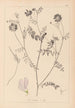 Herbier de la flore française Pl0538 - Louis Antoine Cusin — vista dell’opera