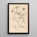 Herbier de la flore française Pl0538 - Louis Antoine Cusin — quadro incorniciato alla parete