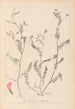 Herbier de la flore française Pl0542 - Louis Antoine Cusin — Ansicht des Kunstwerks