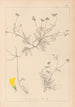 Herbier de la flore française Pl0545 - Louis Antoine Cusin — Ansicht des Kunstwerks
