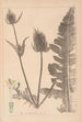 Herbier de la flore française Pl0710 - Louis Antoine Cusin — Ansicht des Kunstwerks