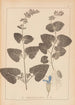Herbier de la flore française Pl0806 - Louis Antoine Cusin — vista dell’opera