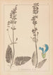 Herbier de la flore française Pl0810 - Louis Antoine Cusin — Ansicht des Kunstwerks