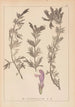 Herbier de la flore française Pl0821 - Louis Antoine Cusin — vista dell’opera