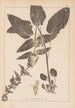 Herbier de la flore française Pl0846 - Louis Antoine Cusin — Ansicht des Kunstwerks