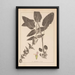 Herbier de la flore française Pl0846 - Louis Antoine Cusin — gerahmtes Bild an der Wand