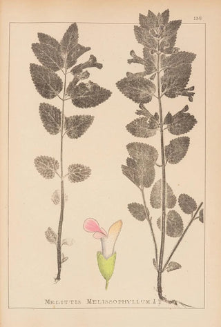 Louis Antoine Cusin - Herbier de la flore franaise Pl0878.webp