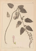 Herbier de la flore française Pl0880 - Louis Antoine Cusin — vista dell’opera