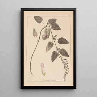 Louis Antoine Cusin - Herbier de la flore franaise Pl0880.webp