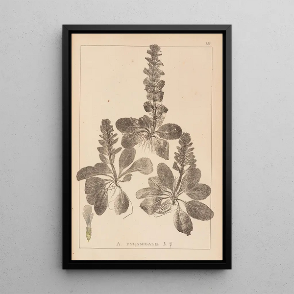 Louis Antoine Cusin - Herbier de la flore franaise Pl0895.webp