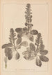 Herbier de la flore française Pl0895 - Louis Antoine Cusin — vista dell’opera